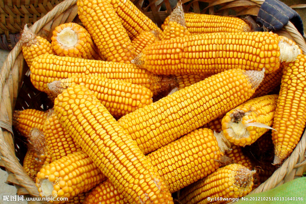 美国玉米期货电子盘周一连续第二日上涨