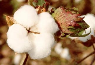 全球棉花期末库存预计下降7%