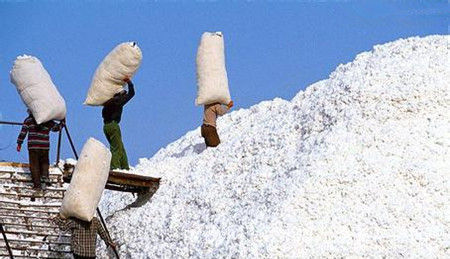 国储棉抛储活动结束 等待新棉集中上市