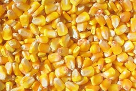 现货市场走强 CBOT玉米期货13日收涨