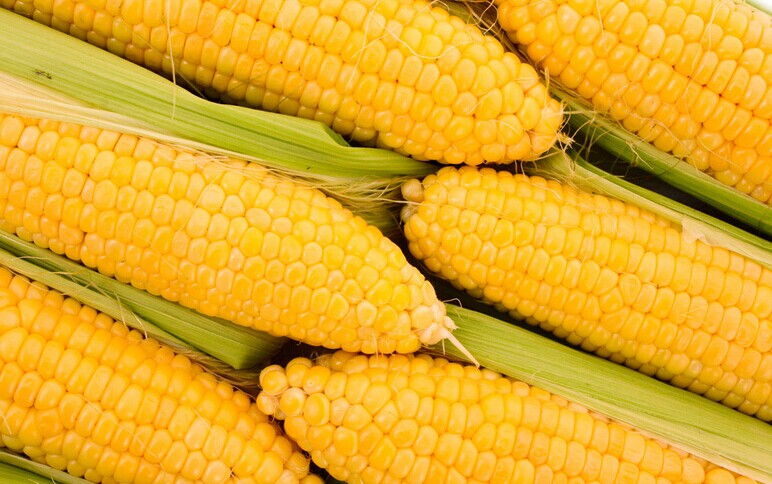 短期国内玉米市场有望保持相对抗跌的局面