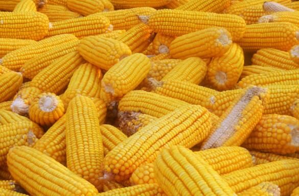 玉米现货价格以及盘面价格仍存在进一步下探的空间