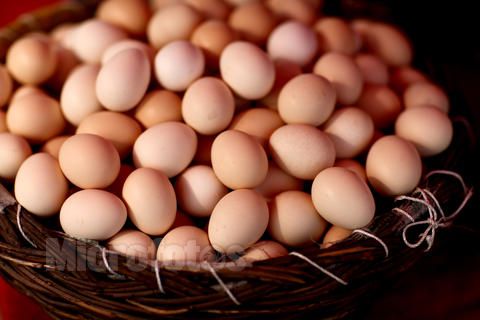 鸡蛋现货价格整体稳中调整 期价继续反弹