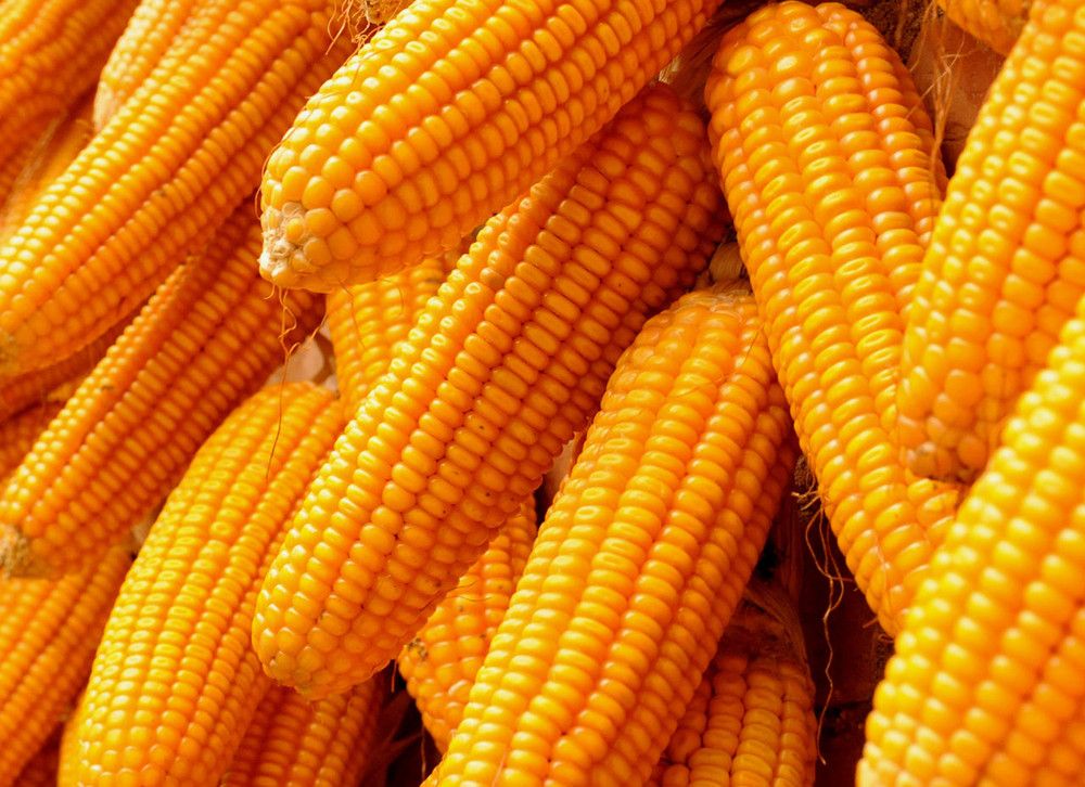 CBOT玉米期货28日收跌