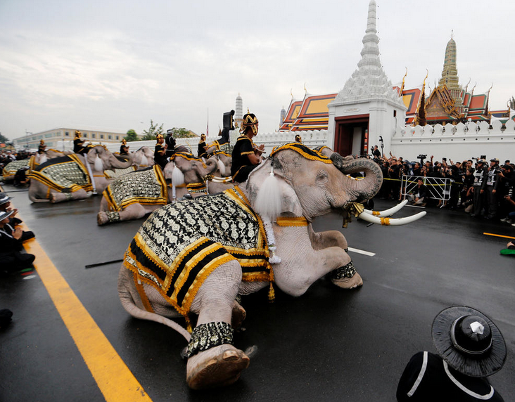 泰国大象下跪悼念国王 场面十分感人