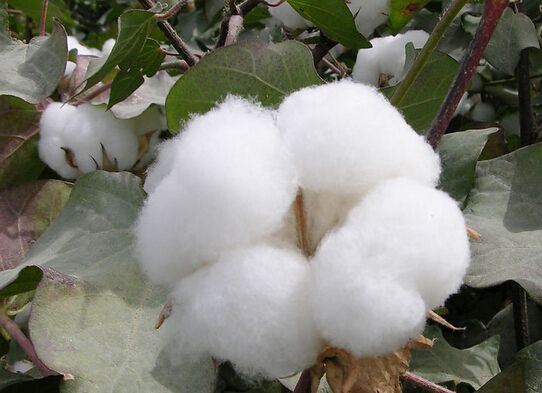 四因素引发国内棉价巨幅波动