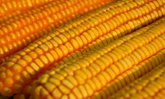 行业库存回升缓慢 玉米现货价格或趋于回落