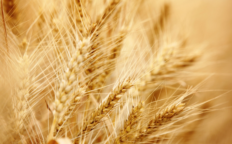 澳大利亚维多利亚州西北部开始收获小麦