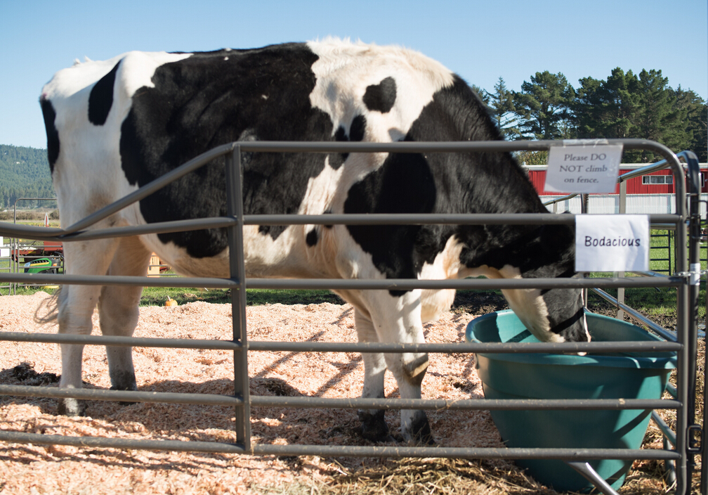 世界最高奶牛申请吉尼斯纪录