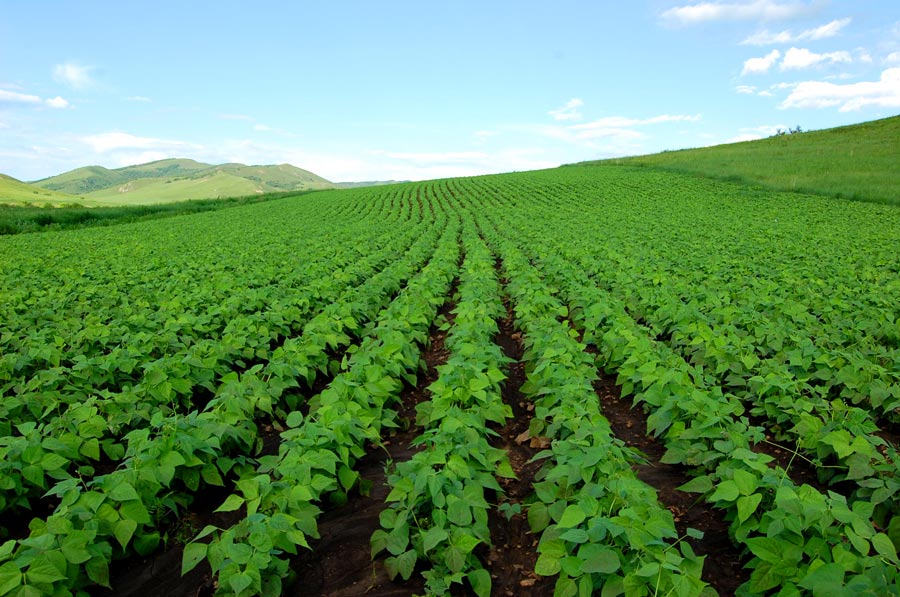 巴西农户开始预售更多的新豆