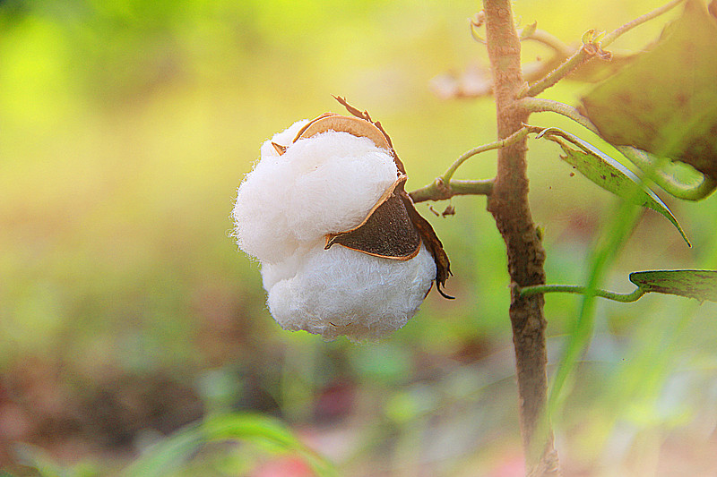 ICE棉花期货继续呈现企稳态势