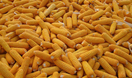 全国玉米现货市场上涨势头或不及预期