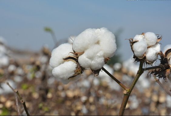 棉花市场向上反弹动力不足 期现价格回调