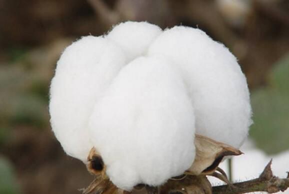 需求动能仍不足 棉花进口量或进一步放大