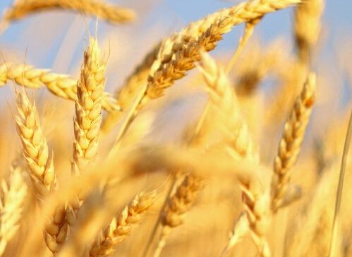 国内小麦市场整体以稳为主 政策性小麦成交量维持相对高位