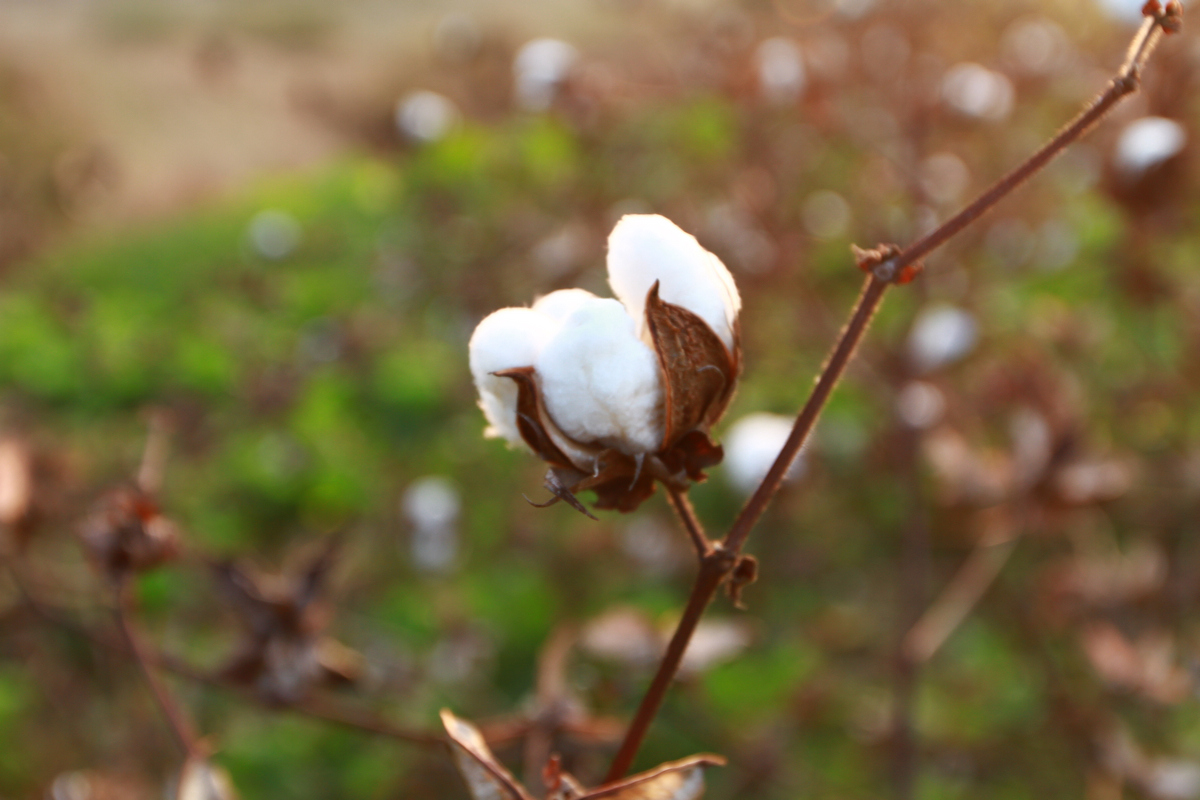 国外棉花供应进一步宽松 下游需求仍不乐观