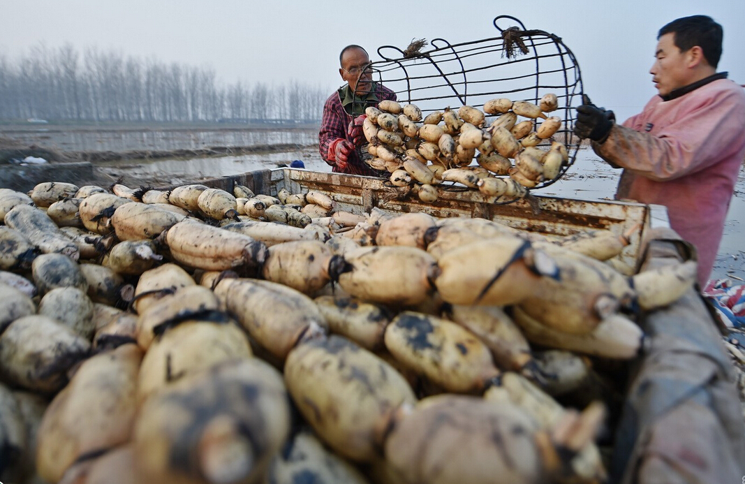 淤泥中"淘金"的职业挖藕人