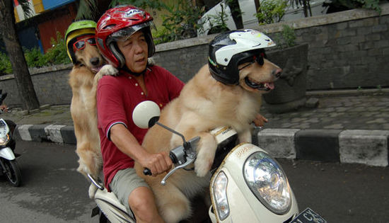 狗狗戴头盔骑摩托