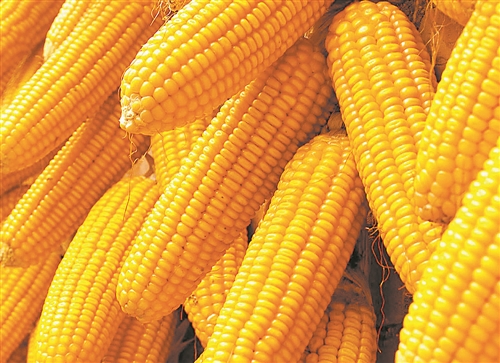 2017年玉米价格或将见底回升