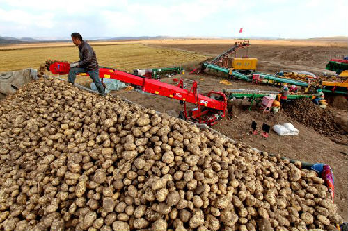 中国掀马铃薯革命 保证粮食安全的重要手段