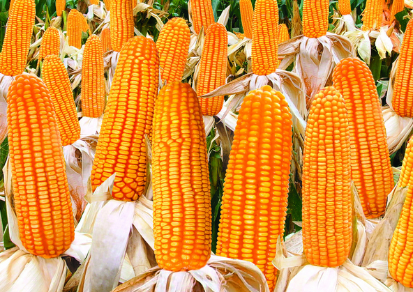两个好消息预示玉米价格终于止跌回稳
