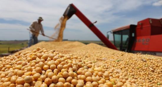 阿根廷大豆产量下调 警报仍未解除