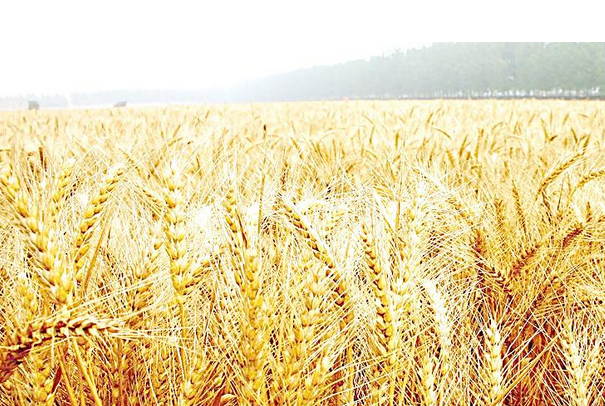 CBOT3月小麦期约收高 现货市场互有涨跌
