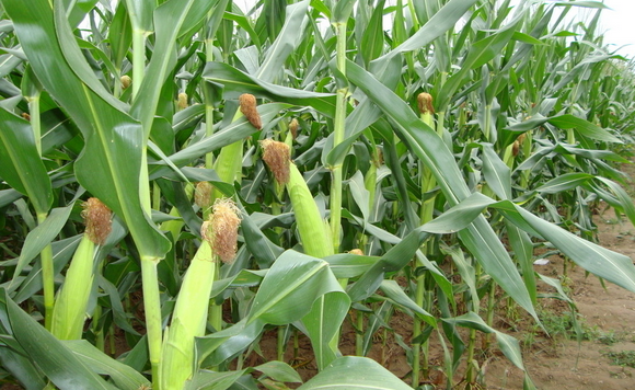CBOT玉米期货上扬 因技术性买盘提振