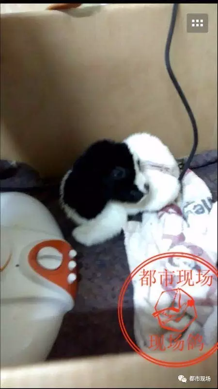 母羊死亡瞬间生小羊