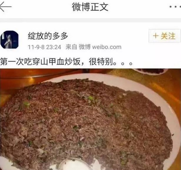 深圳现穿山甲公主 走了穿山甲公子来了穿山甲公主