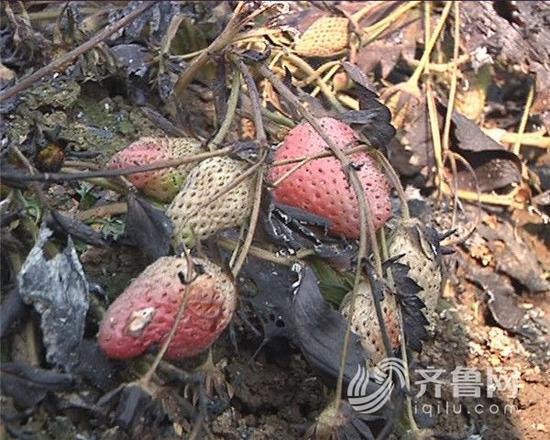 孔明灯引燃大棚 四个草莓大棚燃烧殆尽