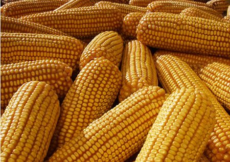 美国玉米期货周四下滑1.5%