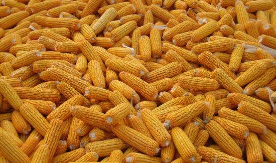 2016/2017年度玉米产量预计减少1309万吨