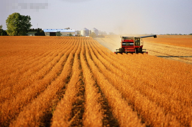 中国对美豆进口需求或受影响