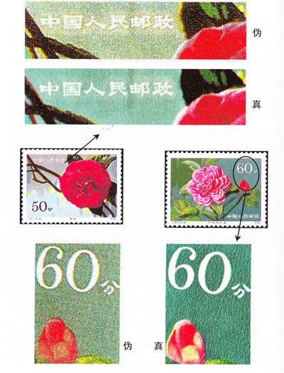 如何鉴别T.37《云南山茶花》邮票的真假？