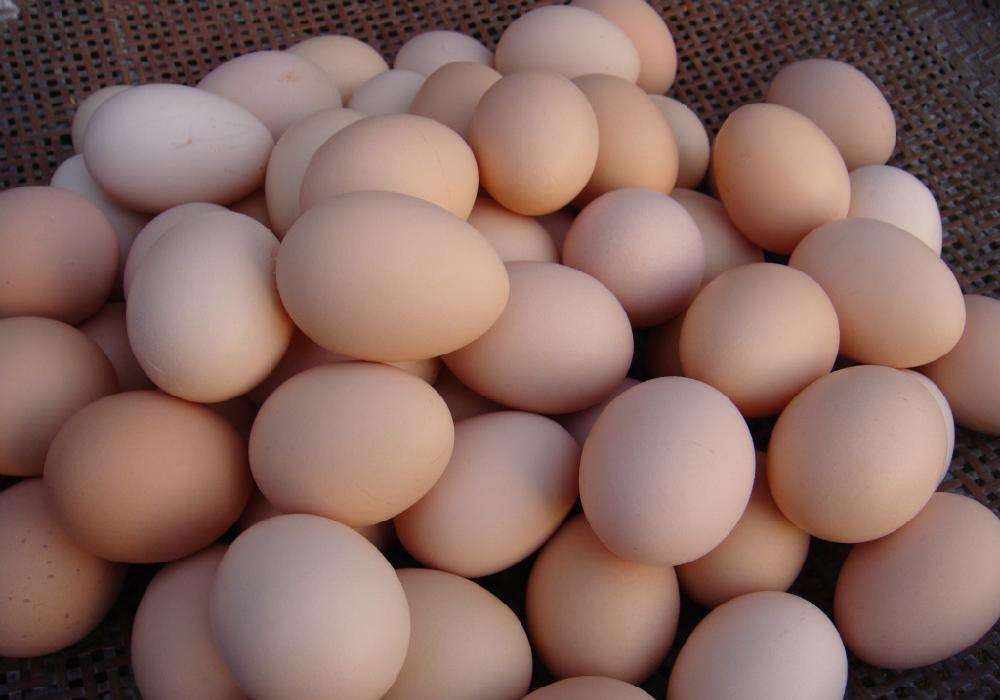 存栏量减少有限 上半年蛋鸡行情偏弱