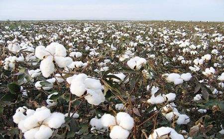 国内棉花产业链开始呈现复苏态势