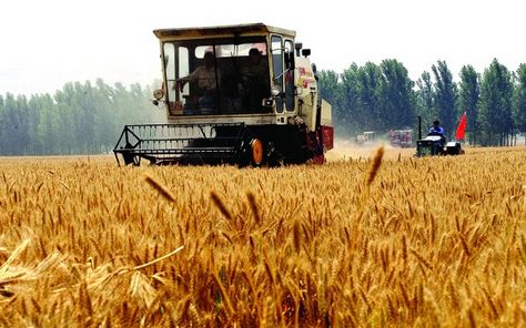 业内人士预计小麦价格短期内难回落