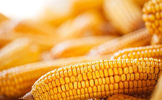 政策补贴加码助推玉米现货价格回升