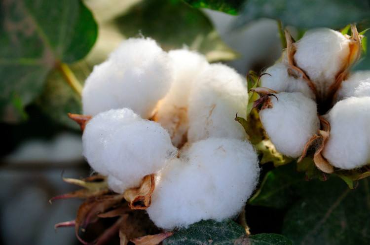 棉花市场压力仍存