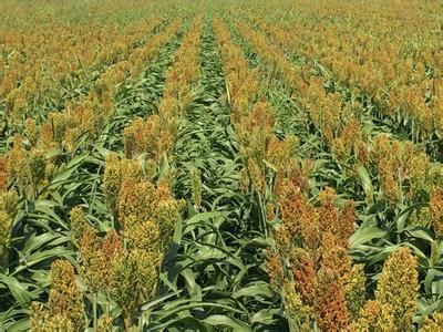 高粱的图片和介绍-第2页