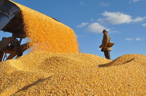 受偏空因素影响 玉米淀粉现货存降价预期