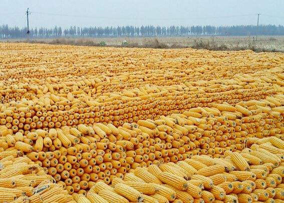 国内玉米现货市场价格获大幅抬升