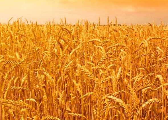 新麦上市步入倒计时 小麦价格上行乏力
