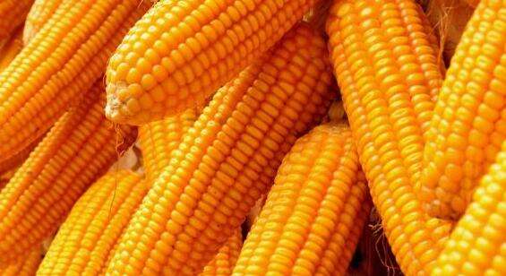 玉米市场供应偏紧显现 行情探底回升