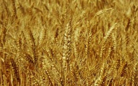 小麦处于青黄不接时期 价格仍将处于高位