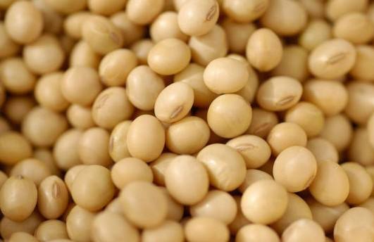 豆类表现为增库存态势 市场不乏促反弹因素