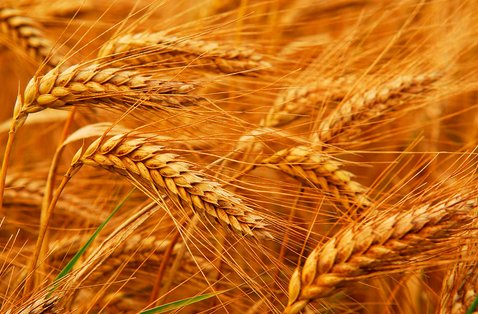 小麦现货价维持坚定 强麦后市强势或难持久