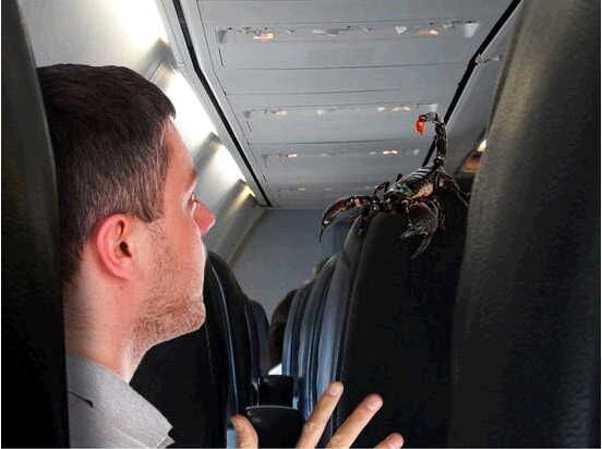 美联航又搞事了 蝎子上飞机咬伤乘客
