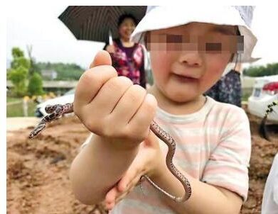 捉毒蛇让女儿把玩 真是胆儿大的吓死胆儿小的